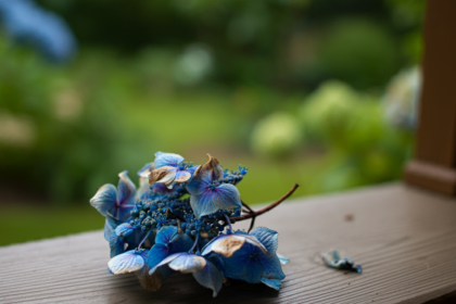 Piece of hydrangea plant that fell off