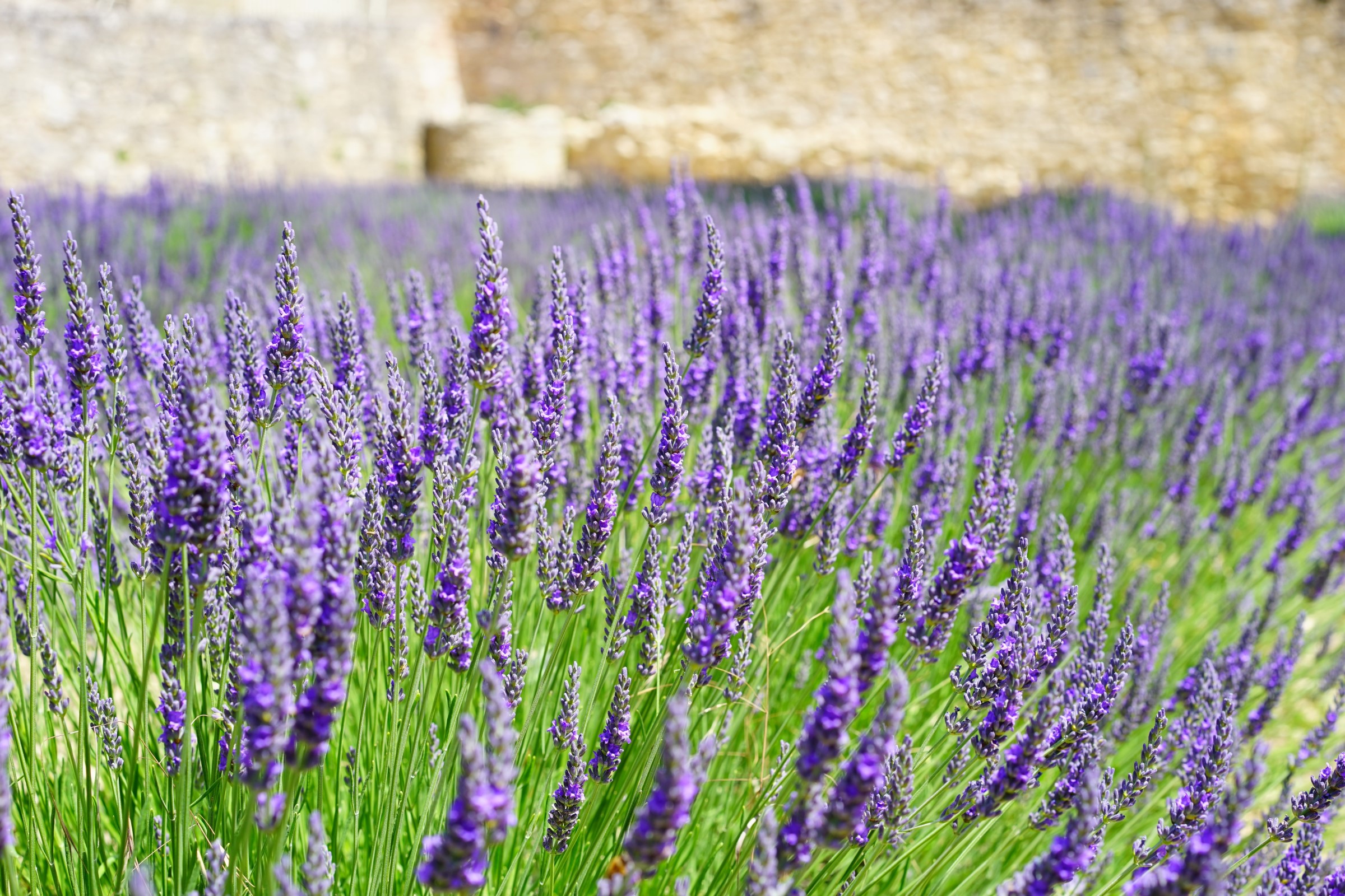 How to Save a Dying Lavender Plant DIY Hippo